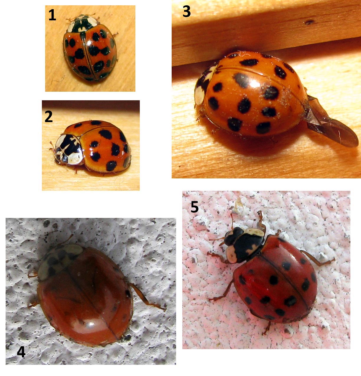 Harmonia axyridis!